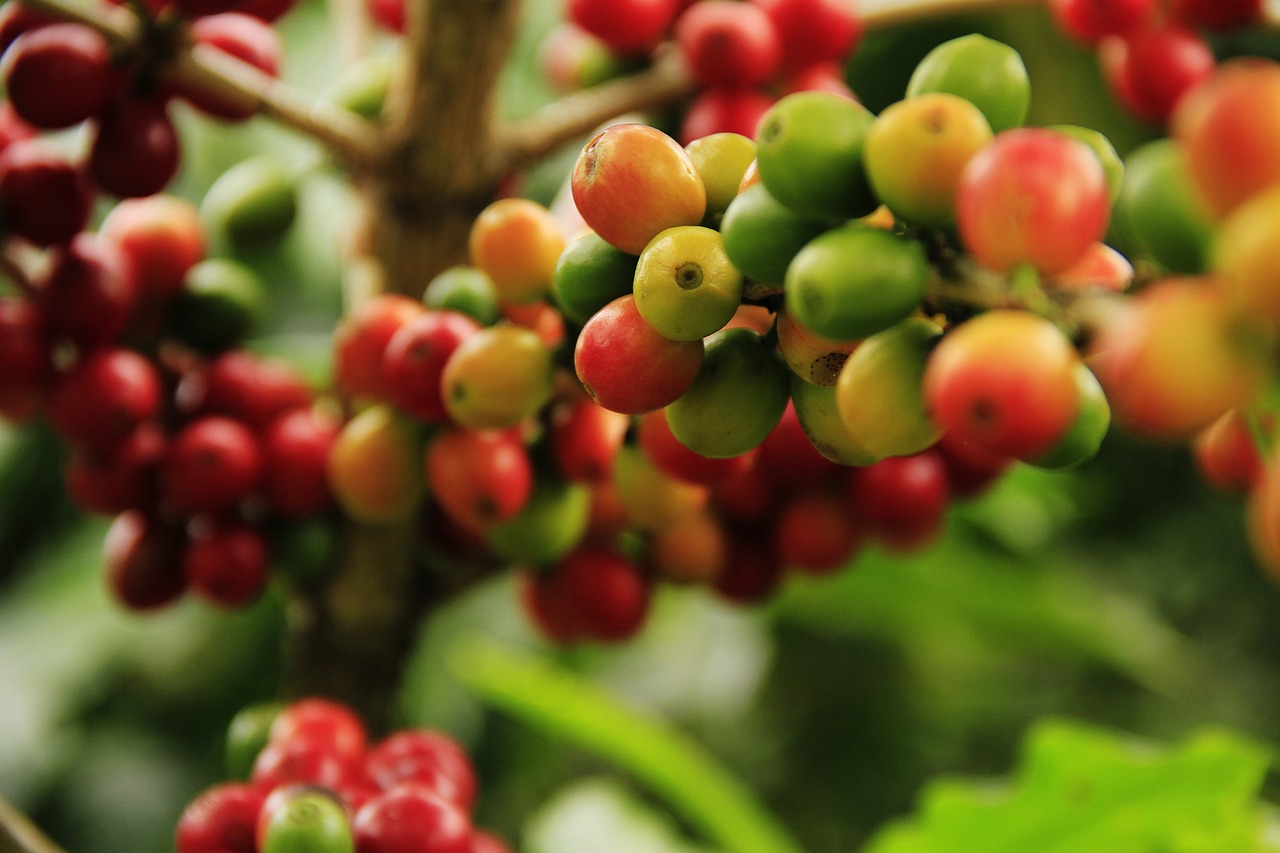 木に生っているコーヒー豆の写真